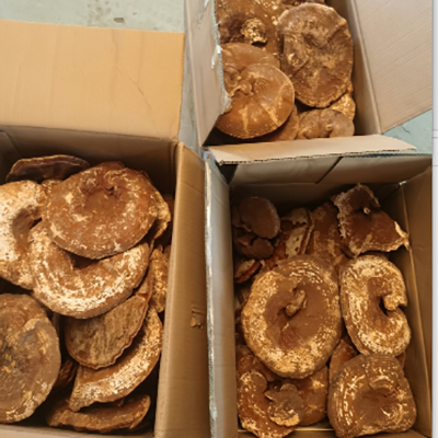 灵芝低温中药超微粉碎机