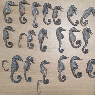 海马低温中药超微粉碎机